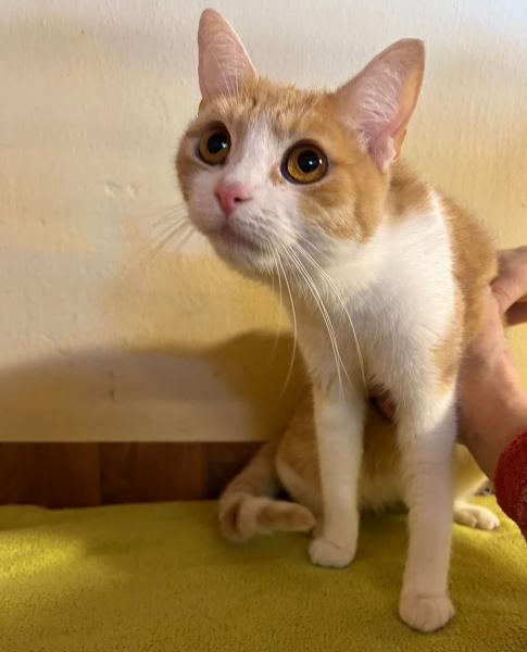 Europäische Hauskatze